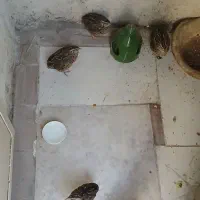 بلدرچین ۵عدد