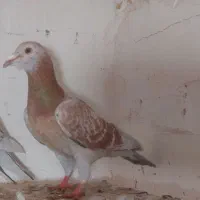 سرخ هفت رنگ ماده