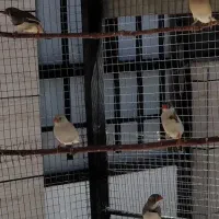 فنچ وفنچ گلدین