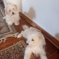 سگ اشپیتز