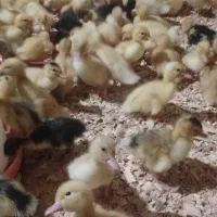 جوجه و محلی و جوجه اردک