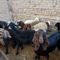 میش|حیوانات مزرعه|تربت جام, میان جام|دیوار