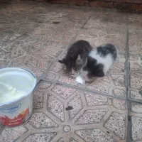 واگذاری رایگان بچه گربه