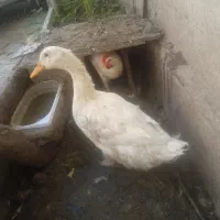 اردک سه ماهه فقط و فقط پونصد