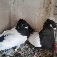 نر و ماده سین و دم سیاه