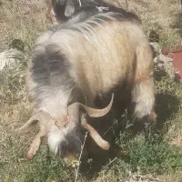 بز نر دو ساله نسل کشی و قربان