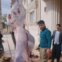 قصاب و زبح گوسفند گوساله با موازین شرعی