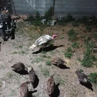 بوقلمون طبیعی معاوضه فقط با بزغاله