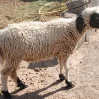 حیوانات مزرعه