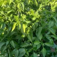 فلفل شیرین درجه یک تازه چیده برزه خوران