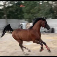 اسب عرب دوسر