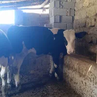 دو راس گوساله سیمینتال اصل درجه یک