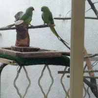طوطی ملنگو نر و ماده