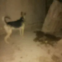 سگ ژرمن گرگ لاین