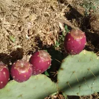میوه کاکتوس