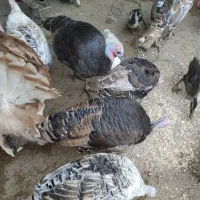 بوقلمون