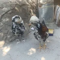 مرغ وحروس زینتی