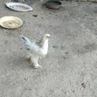 برهما خروس 4ماهه