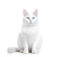 گربه نر اسکاتیش بالغ