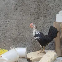 فروش جوجه۵ماهه گلین وجوجه یکروزه گلین