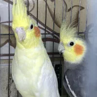 عرو‌س‌هلندی‌مولد
