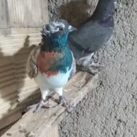 ۲ جفت کبوتر ناب از نسل مهدی آکندی از ساری