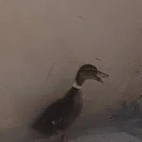 جوجه اردک