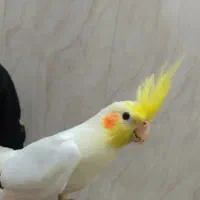 دو عدد عروس هلندی دستی ،خودشون دون میخورن