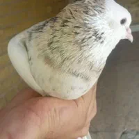 کبوتر طوقی آجری خالدار