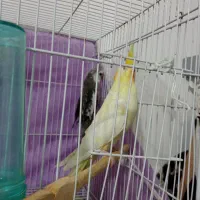 عروس هلندی