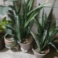 فروش گل