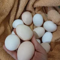 تخم مرغ نطفه دارگلین دورگه و گلین اصل