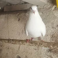 کبوتر نر و ماده پرشی و دم چتری نر پرستوی نر بالق