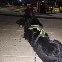 سگ ژرمن بلک ماده
