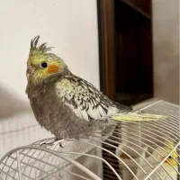 گمشده