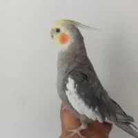 عروس هلندی