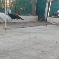فروش طاووس نره وماده
