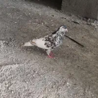 کفتر|پرنده|مشهد, کوشک مهدی|دیوار