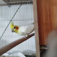 عروس هلندی با تخم