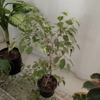 گل طبیعی
