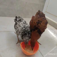 فروش دو عدد جوجه مرغ