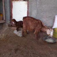 یک عدد بز با بزغاله نر سیمنتال