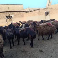 گوسفند شیشک بره ماده پشم کهنه افشار 43عدد