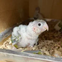 گرینچیک آناناسی ماده و سرلاکی اکستریم رد