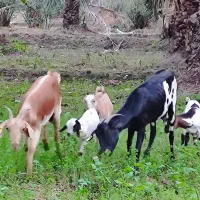 فروش دو عدد بز نژاد بربری با کره