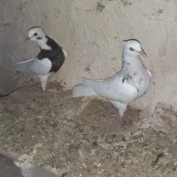 طوقی و پلاکی