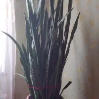 گل شمشیری بزرگتر از تصویر