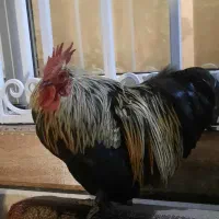 خروس کوشین