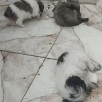 توله سگ خارجی