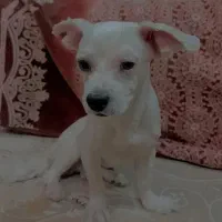 توله شیتزو